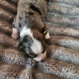 Miniature Australian Shepherd and Toy Australian Shepherd Puppies from Kinsley's Cuties & SouthPaw Creations