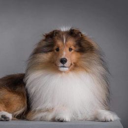 Shetland Sheepdog All Grown Up from Leigh Hi Shelties