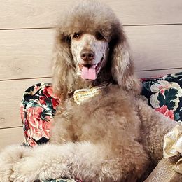 Poodles from Poo La La Poodles