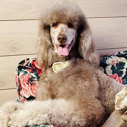 Poodles from Poo La La Poodles