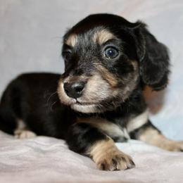 Bambam - Black and cream male Dachshund puppy in Roanoke, Alabama from 3B Doxies