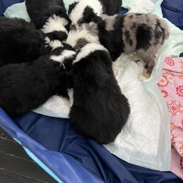 Australian Shepherd Puppies from Kelly Arndt