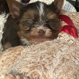 Fred - Chocolate male Morkie puppy in Davenport, Florida from Fanci Pants Parti Yorkies