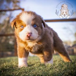 Piglet - Red tri-color female Australian Shepherd puppy in Buena Vista, Colorado from Wigglebutts Unlimited