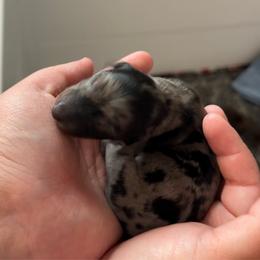 Muffin - Dapple female Dachshund puppy in Atchison, Kansas from Birkin’ Paws