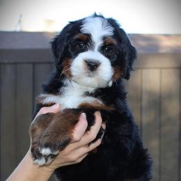 Waffles - Tri-color male Bernedoodle puppy in Eagle Mountain, Utah from Fur Real Puppies.