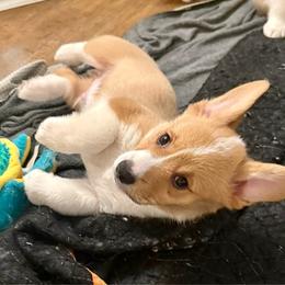 Boy 4 - Red male Pembroke Welsh Corgi puppy in Ridgeland, South Carolina from FOF Lowcountry Corgis