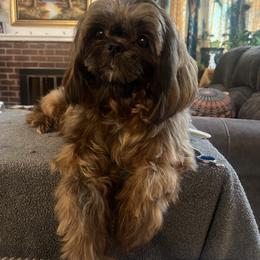 Sahara rose - Shih Tzu