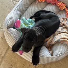 Nutter Butter - Black female Great Dane puppy in Bay Shore, New York from Gentle Giant Companions