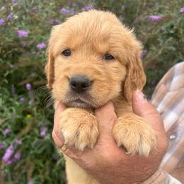 Penny - Golden female Golden Retriever puppy in Concho, Arizona from Red Sky Ranch