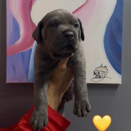 Last available Female - Gray brindle female Cane Corso puppy in Clewiston, Florida from Far From Average Kennels