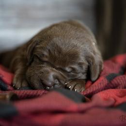 Labrador Retriever Puppies from Hartsells Retrievers