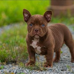 Ida - Brown female American Bully puppy in Puyallup, Washington from Gamer Bullyz