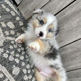Miniature Australian Shepherd Puppies from Wild Outlaw Aussies