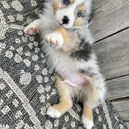 Miniature Australian Shepherd Puppies from Wild Outlaw Aussies