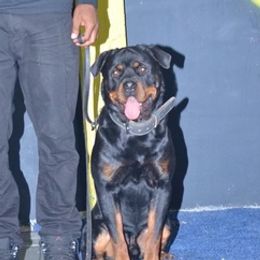 Rottweilers from High Class Rotts