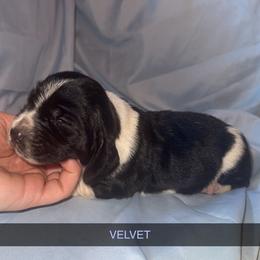 Velvet - Black brown and white female Basset Hound puppy in Letcher, Kentucky from Hackers Appalachian Basset Hounds