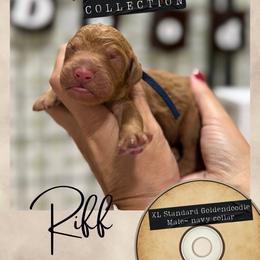 Riff - Dallas,Tx - 4,000 - Red  male Goldendoodle puppy in Garland, Texas from Twilight Doodles