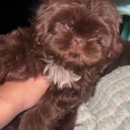 Irving - Liver Shih Tzu puppy in Garland, Texas from Bibi’s Exclusive Shih Tzus