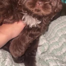 Irving - Liver Shih Tzu puppy in Garland, Texas from Bibi’s Exclusive Shih Tzus