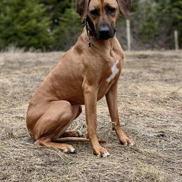 Rhodesian Ridgebacks from Heartland Ridge
