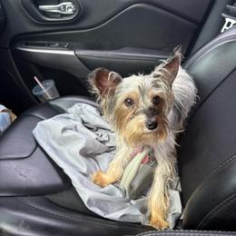 Cookies and Cream - Parti male Yorkshire Terrier puppy in Rochester, New York from TK PUPS