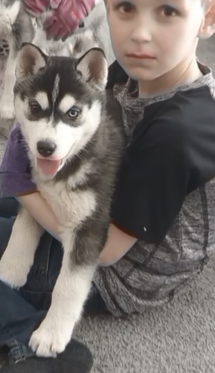 Siberian Husky Puppies from Kates Methow Siberians