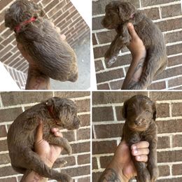 Red Male - Chocolate male Assorted Doodle Crosses puppy in Conway, Arkansas from Hollins Doodles