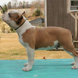 American Bully Puppies from Haymaker Bully Camp
