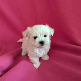 702 213 1680 AVAILABLE - White female Maltese puppy in Nevada from LAS VEGAS PUPPY