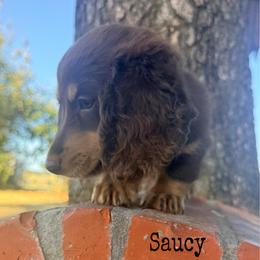 Saucy - Chocolate and cream male Dachshund puppy in Lexington, Oklahoma from BooneDox Miniature Dachshunds