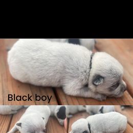 Black boy - Blue mottled male Australian Cattle Dog puppy in Oregon from Willamette Valley Heelers