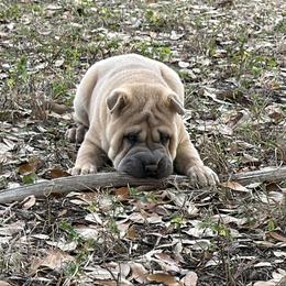 Fancy - Blue sable female Chinese Shar-Pei puppy in Lehigh Acres, Florida from Florida Wrinkles