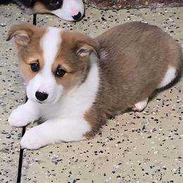 BOOMER - Sable male Pembroke Welsh Corgi puppy in Walker, Iowa from Double K Corgis