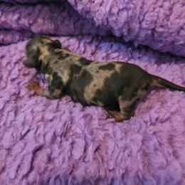 Jack - Merle male Schnoodle puppy in Paradise, Texas from B4 Kennel