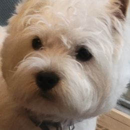 West Highland White Terriers from Suzy Foote Westies