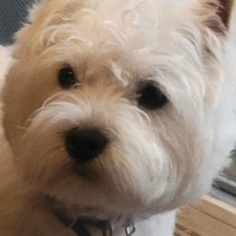 West Highland White Terriers from Suzy Foote Westies