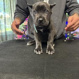 Cane Corso Puppies from Gaxx Corsos