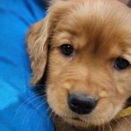 Ramah - Golden Golden Retriever puppy in Lebanon, Oregon from Soda Springs Kennel