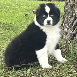 Baby Spice - Black & white Australian Shepherd puppy in Gowen, Michigan from XA AUSTRALIAN SHEPHERDS