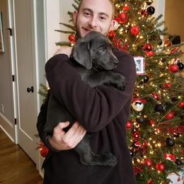 Dilute Retriever Puppies from Weathervane Labs