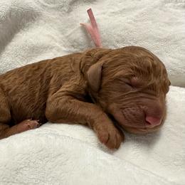 Hestia-mauve collar - Red  female Goldendoodle puppy in Chino Valley, Arizona from Whiskey Row Royals