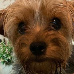 Poodles, Shih Tzus, and Yorkshire Terriers from Precious Pup Royale LLC