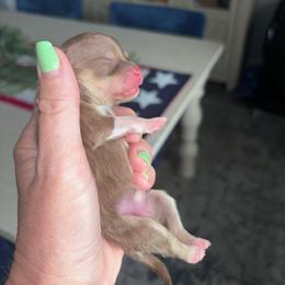 Boots - Chocolate and tan female Pomeranian puppy in Fayetteville, North Carolina from Tar-heel Poms