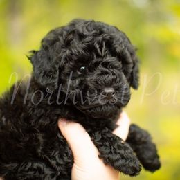 Poodle Puppies from Northwest pets Poodles