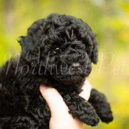 Poodle Puppies from Northwest pets Poodles
