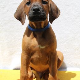 Rhodesian Ridgeback Puppies from Supernova Ridgebacks
