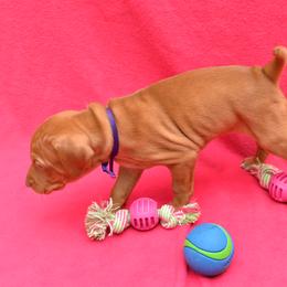 Vizsla Puppies from Summit Vizsla (we can deliver to you)