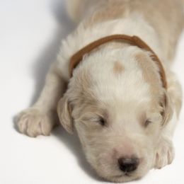 Scooby - Fawn and white Sheepadoodle puppy in Houston, Texas from Texas Castle Doodles