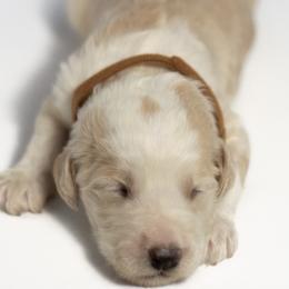 Scooby - Fawn and white Sheepadoodle puppy in Houston, Texas from Texas Castle Doodles
